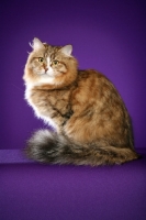 Picture of Siberian sitting on purple background