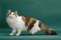 Picture of Siberian standing on green background, Brown Mackerel Torbie & White