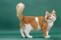 Picture of Siberian standing on green background, Red Mackerel Tabby & White