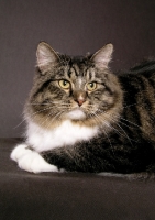 Picture of Siberian tabby and white colour