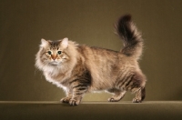 Picture of Siberian (tail up)