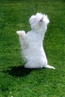 Picture of side view of  west highland white terrier begging