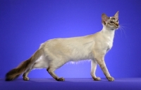 Picture of side view of a Balinese cat