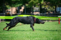Picture of side view of a Beauceron running while preparing to attack
