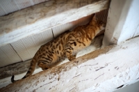 Picture of side view of a bengal cat exploring
