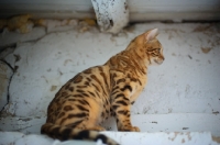 Picture of Side view of a bengal cat sitting