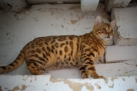 Picture of side view of a Bengal cat standing