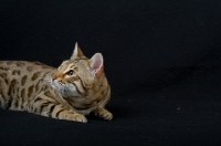 Picture of side view of a Bengal male cat on black background, studio shot