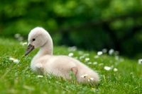 Picture of side view of a cygnet