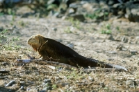 Picture of side view of a land iguana santa cruz island, galapagos