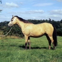 Picture of side view of a new forest mare 