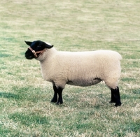 Picture of side view of a suffolk sheep