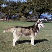 Picture of side view of alaskan malamute, am ch williams gray dawn in usa