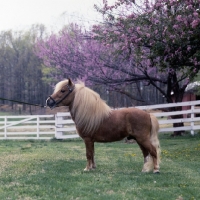 Picture of side view of American miniature horse, shadyacres jonko
