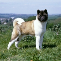 Picture of side view of an akita looking at the camera