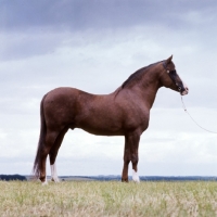 Picture of side view of an arab stallion