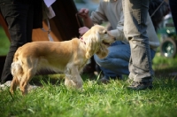 Picture of side view of an english cocker spaniel standing amongst people