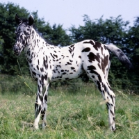 Picture of side view of appaloosa foal, humbug