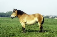Picture of side view of belgian horse in germany