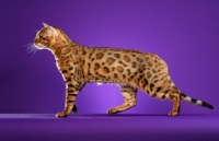 Picture of side view of Bengal cat on purple background