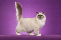 Picture of Side view of Birman cat on purple background 