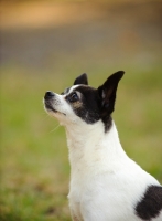 Picture of Side view of black and white Chihuahua. 