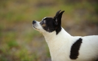 Picture of Side view of black and white Chihuahua