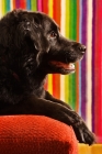 Picture of side view of black dog
