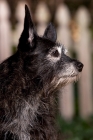 Picture of side view of black terrier mix