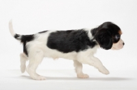 Picture of side view of Cavalier King Charles Spaniel puppy, walking