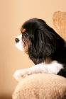 Picture of Side view of Cavalier King Charles spaniel lying on arm of sofa