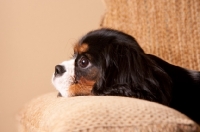 Picture of side view of Cavalier King Charles spaniel with head down on sofa