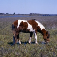 Picture of Side view of chincoteague pony on assateague island