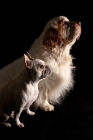 Picture of side view of clumber spaniel and french bulldog 