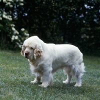 Picture of Side view of clumber spaniel