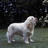 Picture of Side view of clumber spaniel