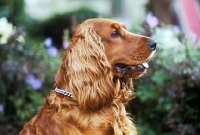 Picture of side view of cocker spaniel
