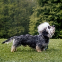 Picture of side view of dandie dinmont on grass