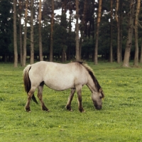 Picture of Side view of Dulmen mare grazing
