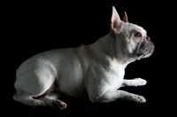 Picture of side view of french bulldog lying down