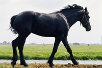 Picture of side view of Friesian yearling walking by drainage ditch in Holland