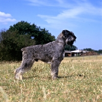 Picture of side view of giant schnauzer