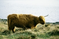 Picture of side view of highland cow on eriskay island
