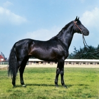 Picture of side view of Holstein stallion at Elmshorn, half throrughbred, 