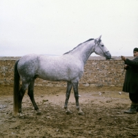 Picture of Side view of iomud horse