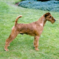 Picture of side view of irish terrier on grass