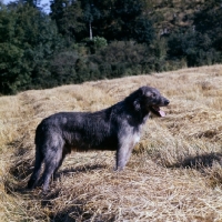 Picture of side view of 
irish wolfhound in field of straw