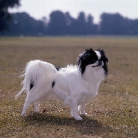 Picture of side view of japanese chin