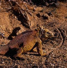 Picture of side view of land iguana on santa cruz island, galapagos islands