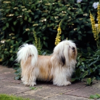 Picture of side view of lhasa apso
